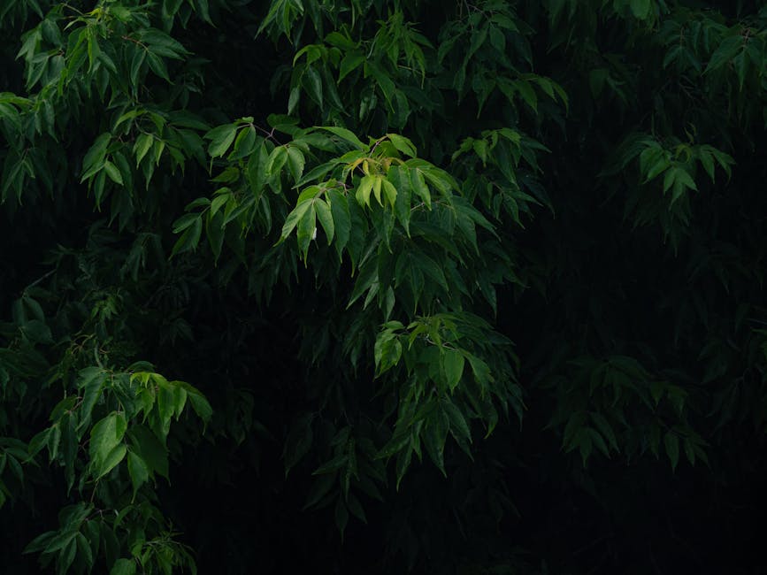 Karanlık ve kasvetli bir arka plana karşı bir ağaç dalındaki canlı yeşil yaprakların yakın çekimi, doğanın sakinliğini çağrıştırıyor.