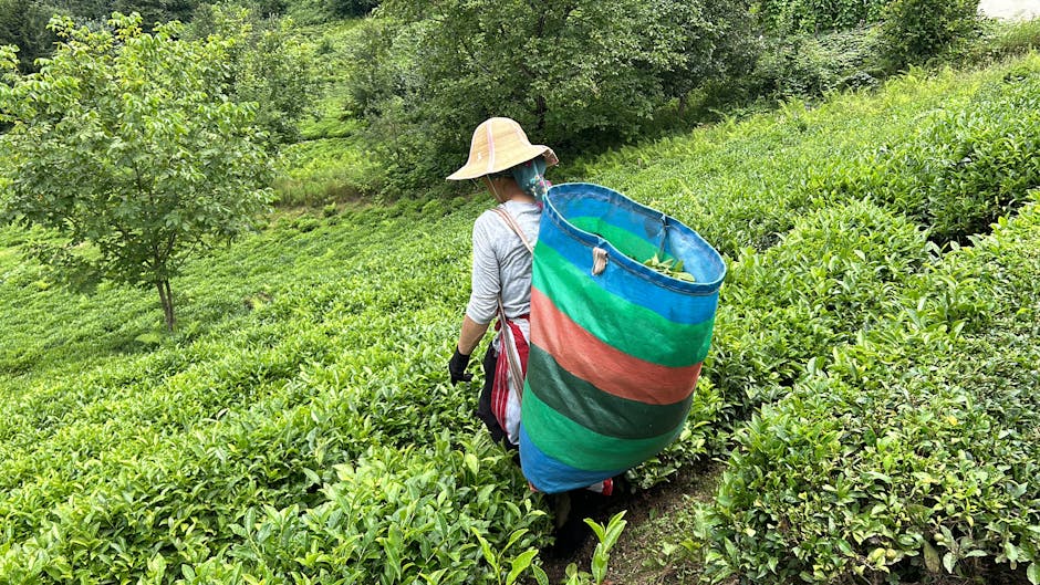 alan, bahçecilik, bereketli içeren Ücretsiz stok fotoğraf