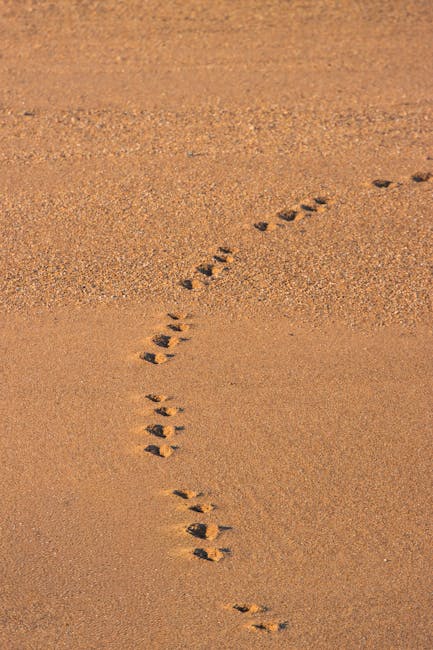 Portekiz'deki Matosinhos Plajı'nda gün ışığı altında ayak izlerinin sakin manzarası.