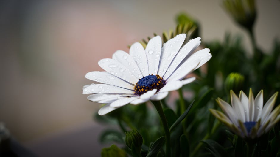 Bloom Beyaz Osteospermum çiçeğinin Seçici Odak Fotoğrafı