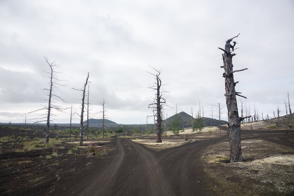 açık hava, ağaç gövdeleri, ağaçlar içeren Ücretsiz stok fotoğraf