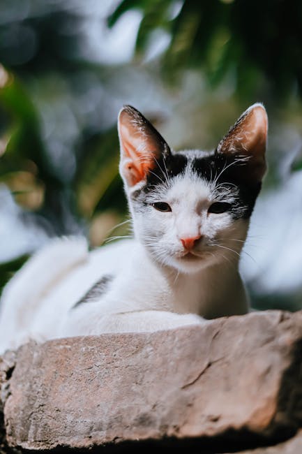 Bangladeş'in Gazipur kentinde açık havada dinlenen siyah beyaz bir kedi, sakin tavrını sergiliyor.