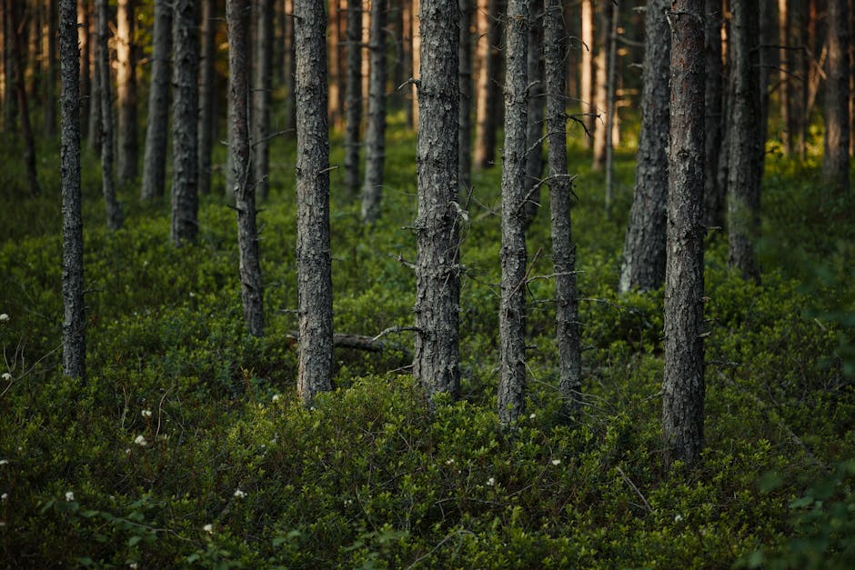 Güneş ışığının ağaç gövdelerinde ve yemyeşil çalılıklarda oluşturduğu desenlerle dingin iğne yapraklı orman manzarası.