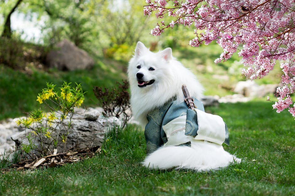 Parkta Kimono Kostümü Giyen Japon Spitz 
