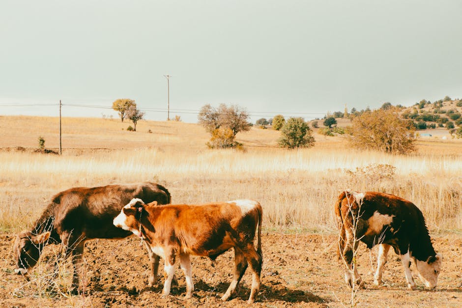 açık alan, açık hava, açık hava çiftçiliği içeren Ücretsiz stok fotoğraf