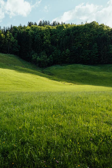 abstract, açık hava, ağaçlık içeren Ücretsiz stok fotoğraf