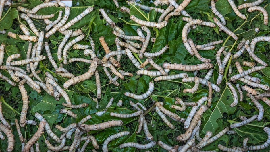 açık hava, Avrupa, bahçe bakımı içeren Ücretsiz stok fotoğraf