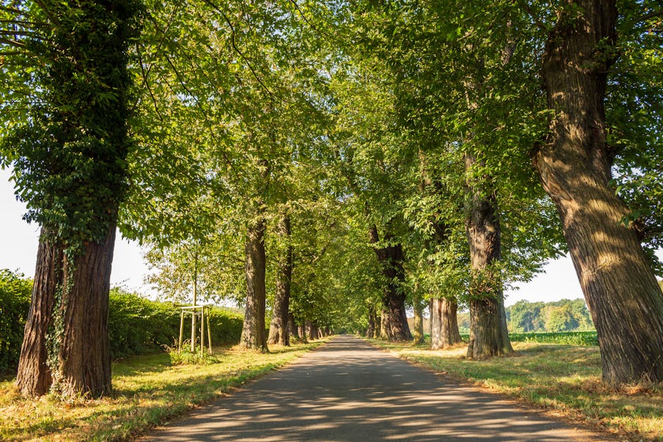 ağaçlar, arazi, arka sokak içeren Ücretsiz stok fotoğraf