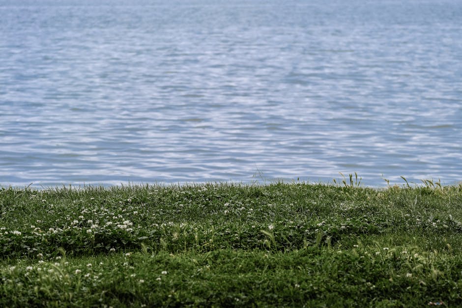 Çiçekler, çim, dncfilms içeren Ücretsiz stok fotoğraf