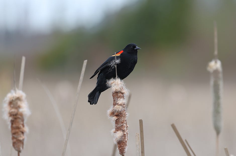 Kızıl kanatlı kara kuş, bataklıktaki bir sazın üzerinde dinleniyor. İlkbaharda yakalandı.