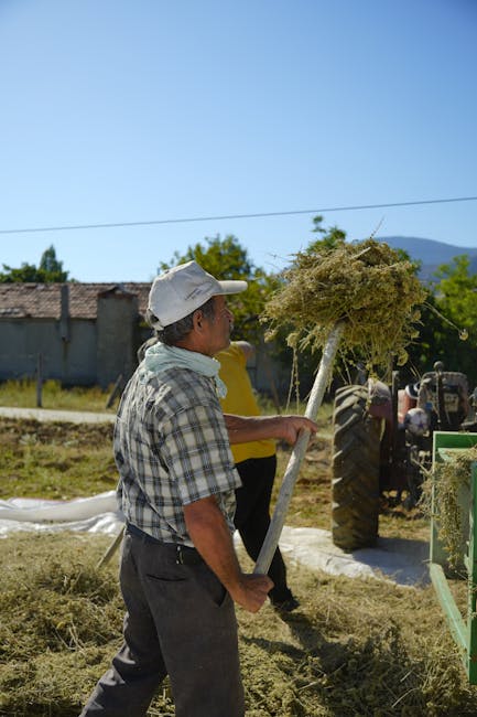 Türkiye'de bir çiftçi, tırmıkla hasat yaparken kırsal yaşam tarzını ve tarımı sergiliyor.