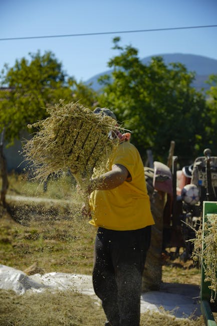 Türkiye'nin kırsal kesiminde, geleneksel tarım yöntemlerini uygulayan bir çiftçi hasat yapıyor.
