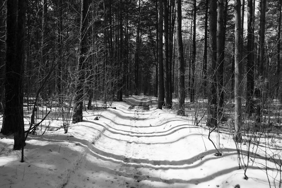Yoğun kış ormanlarının içinden geçen sakin ve karlı bir yolun siyah beyaz fotoğrafı.