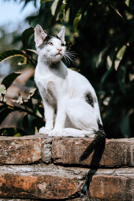 Bangladeş'in Gazipur kentindeki tuğla bir duvarın üzerine tünemiş, beyaz ve siyah renkte sevimli bir kedi, güneşin tadını çıkarıyor.