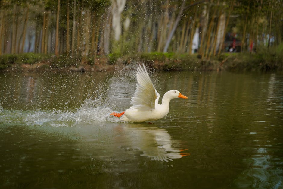 Beyaz bir ördek, sakin ve doğal bir ortamda göl yüzeyinde zarifçe süzülerek dalgalanmalar yaratıyor.
