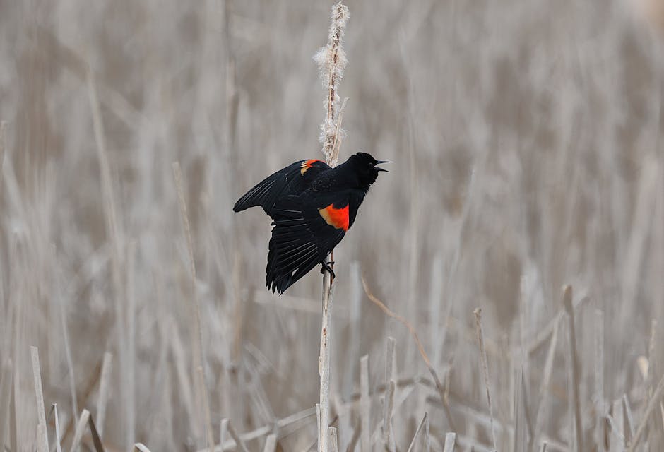 İlkbaharda, sazlık üzerinde canlı tüylerini sergileyen kızıl kanatlı kara kuş.