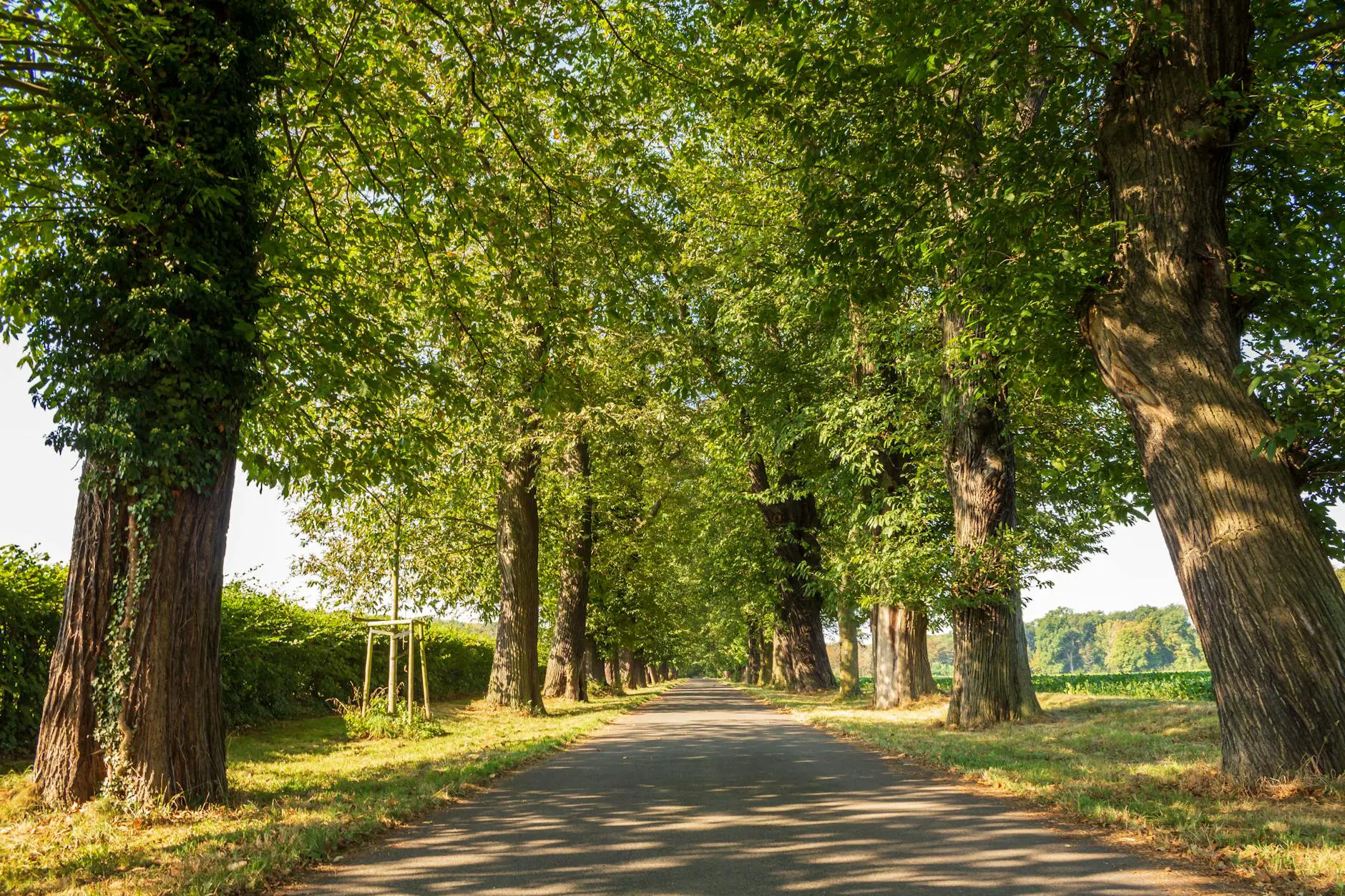 A path through trees symbolizing the developer career roadmap