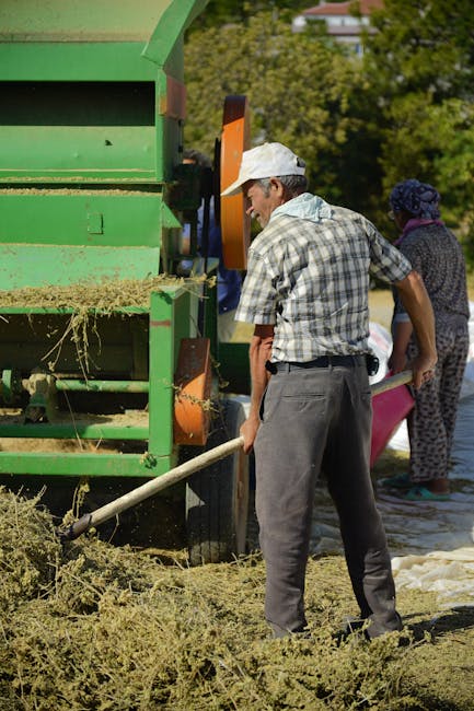 Türkiye'de güneşli bir günde, çiftçilerin yeşil bir tarım makinesiyle saman hasadı yaptığı kırsal bir manzara.