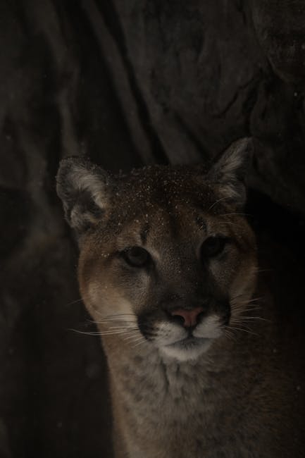 Bir puma'nın yüzünün yakın çekim görüntüsü, vahşi güzelliğini ve gizemini sergiliyor.