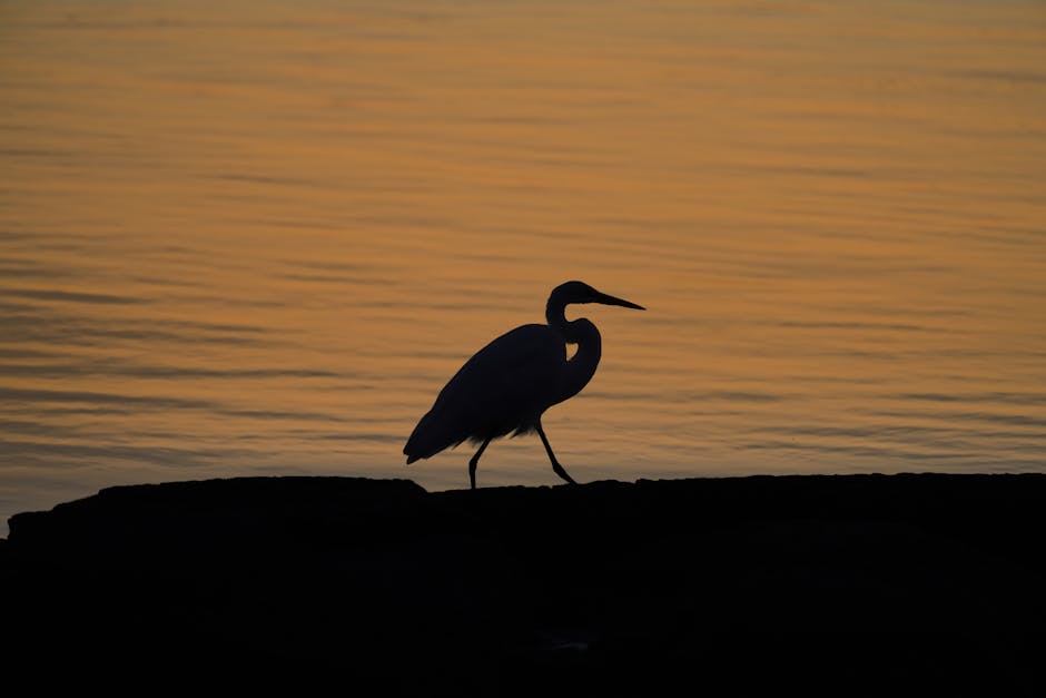 şafak Vakti. 30 Ağustos 2025, 18°C. Cove Island Parkı, Stamford, Ct