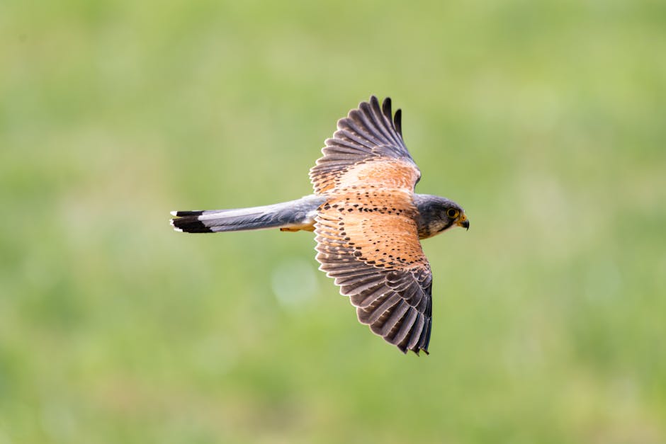 Doğal ortamında uçuş halindeki bir kerkenezin karmaşık tüy detaylarını sergileyen büyüleyici görüntüsü.