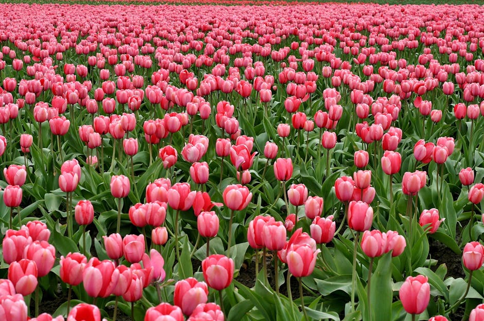 Pembe çiçekler