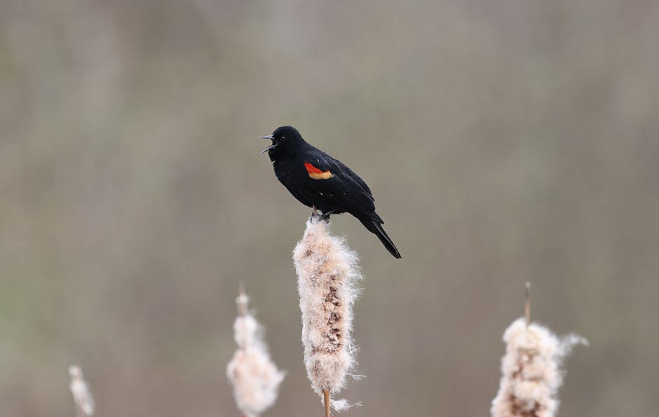 Bataklık ortamında sazlık üzerinde tüneyen kızıl kanatlı kara kuş şarkı söylüyor.