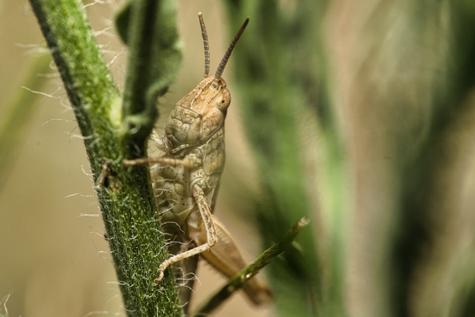 açık hava, alan, anten içeren Ücretsiz stok fotoğraf