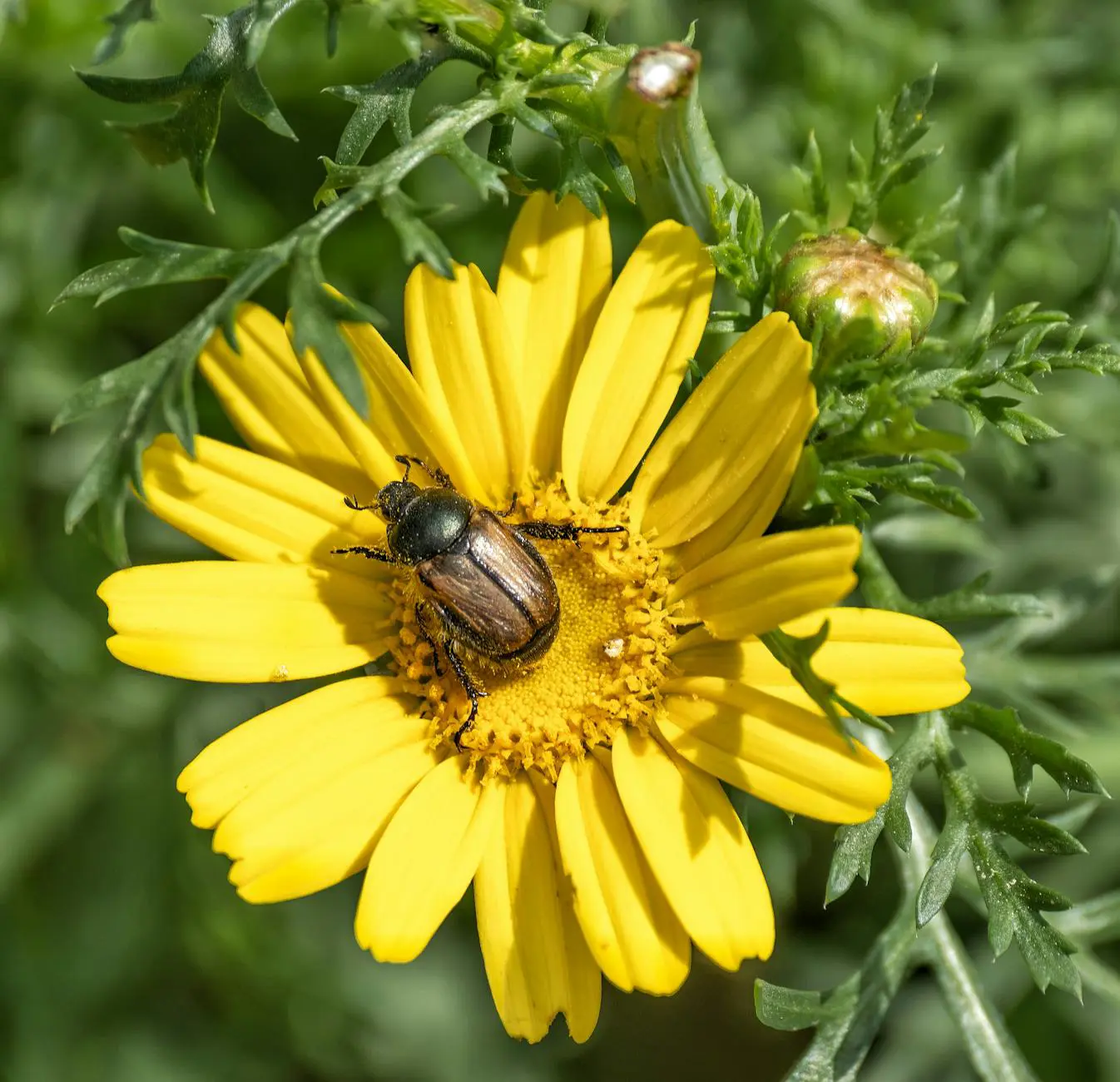 Bug bounty security research concept