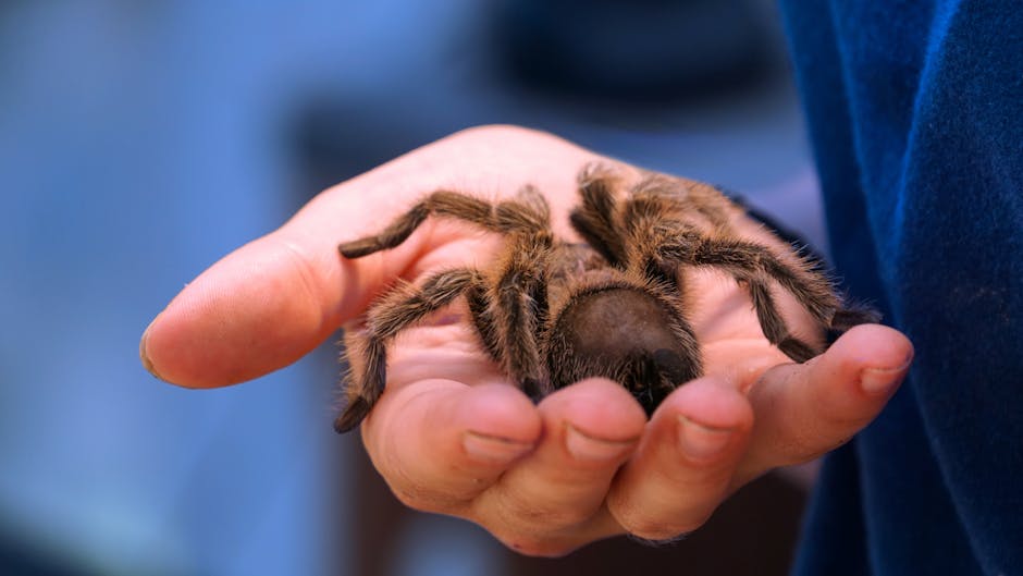 Siyah Ve Kahverengi Tarantula Tutan Kişi