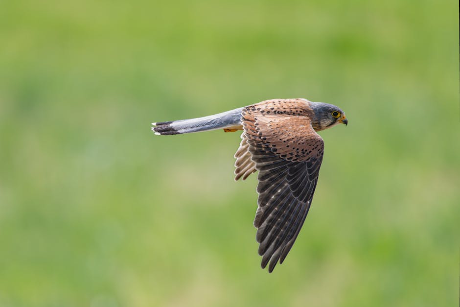 açık hava, avcı, avrupa kerkenezi içeren Ücretsiz stok fotoğraf