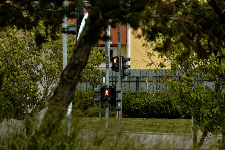 ağaçlar, dncfilms, green içeren Ücretsiz stok fotoğraf