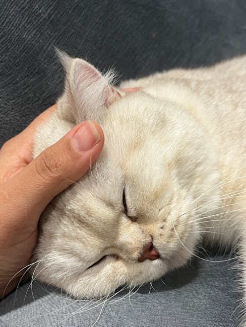 Huzur içinde uyuyan kedi, nazikçe okşanarak dinginliğini ve sevgisini sergiliyor.