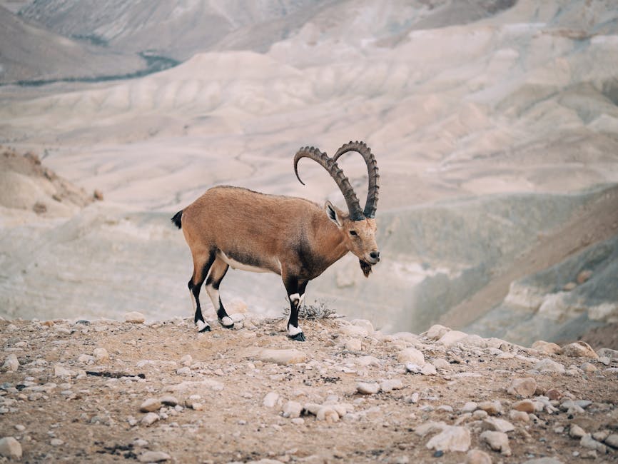 açık hava, Asya, biyoçeşitlilik içeren Ücretsiz stok fotoğraf